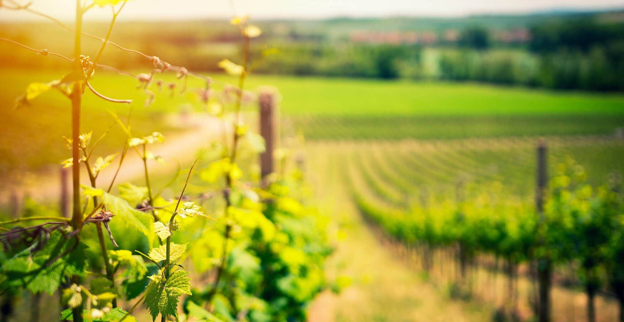 terredel-prosecco-copia