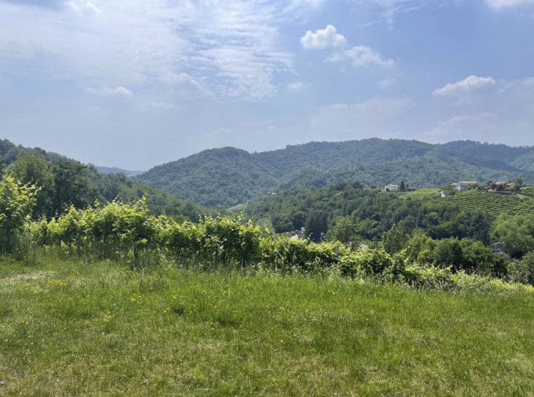 VIsta 1