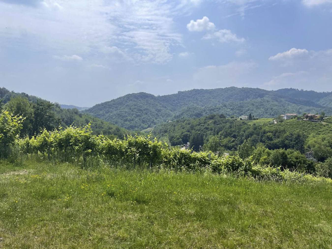 VIsta 1