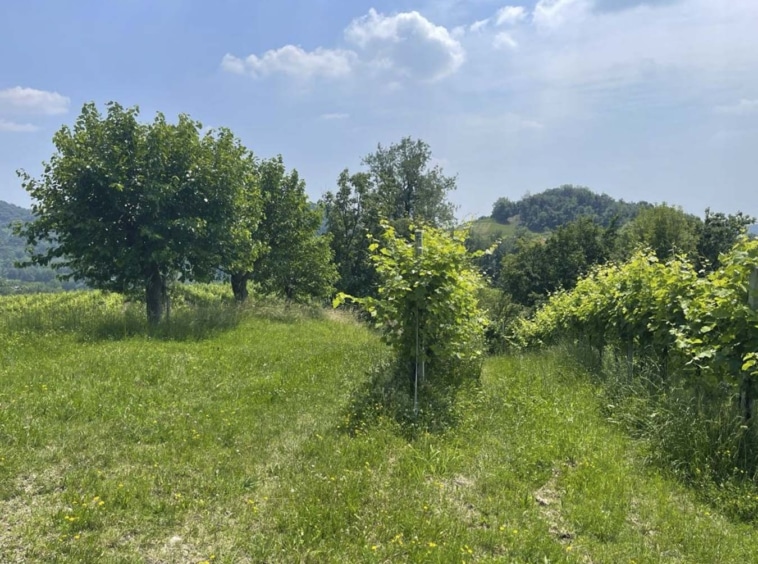 Vigneti