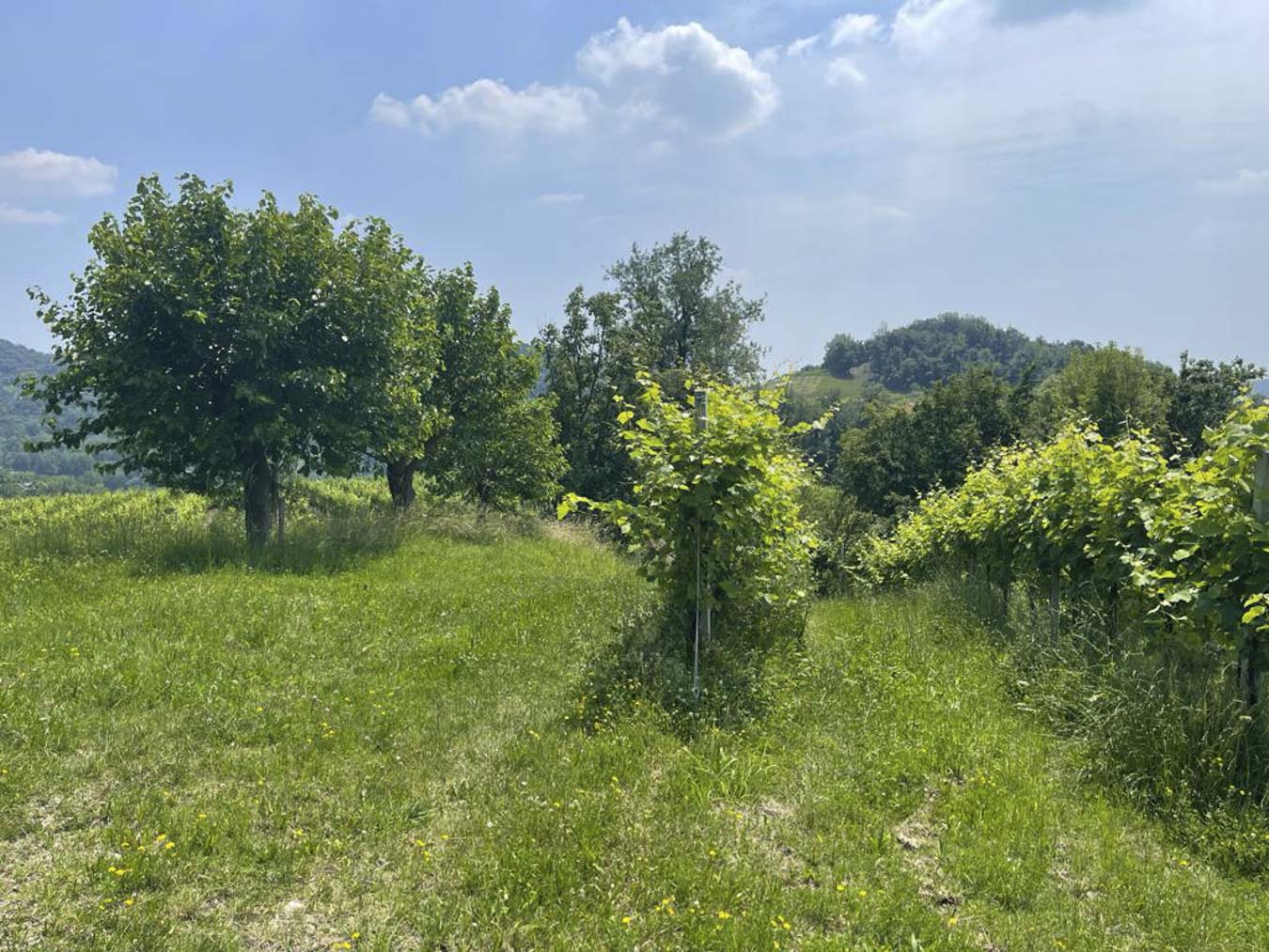 Vigneti