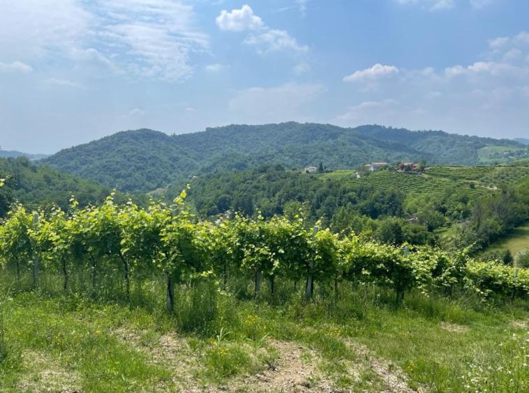 vineyards and view from the property in Tarzo