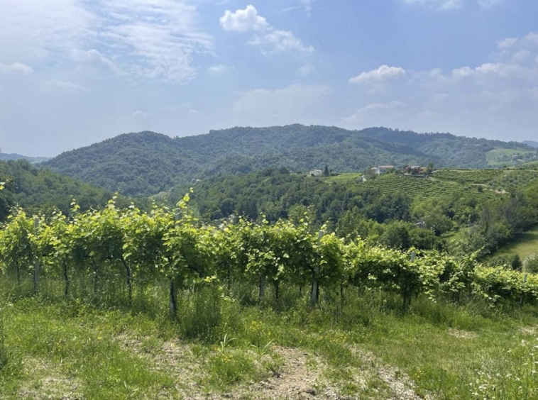 Vista sui vigneti