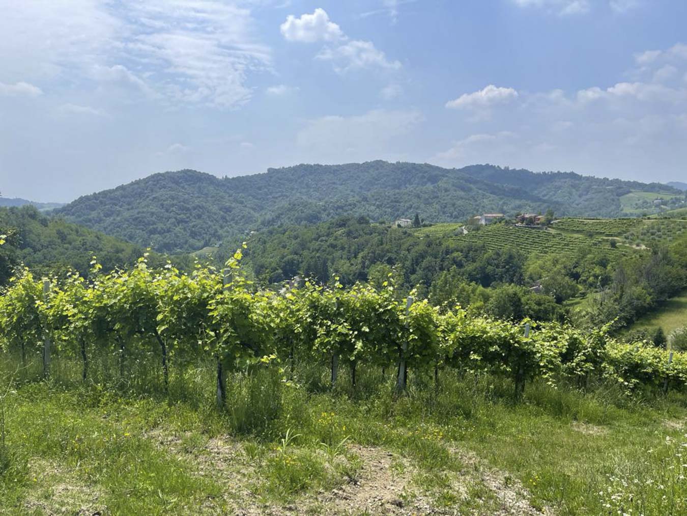 Vista sui vigneti